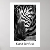 Zebra #1 Equus burchelli Poster (Vorne)