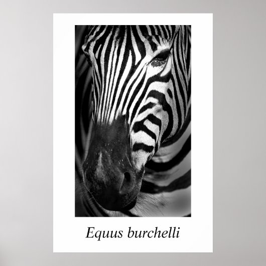 Zebra #1 Equus burchelli Poster (Vorne)
