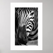 Zebra #1 poster (Vorne)