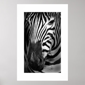 Zebra #1 poster