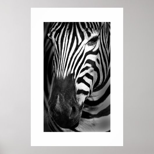 Zebra #1 poster (Vorne)