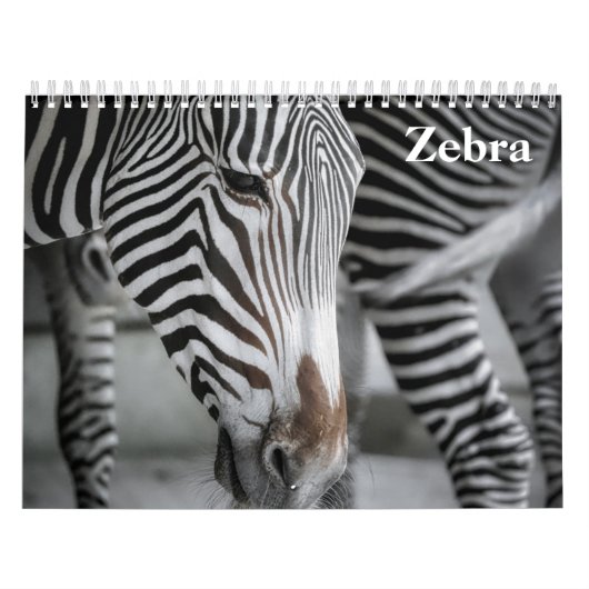 Zebra 2025 kalender (Titelbild)