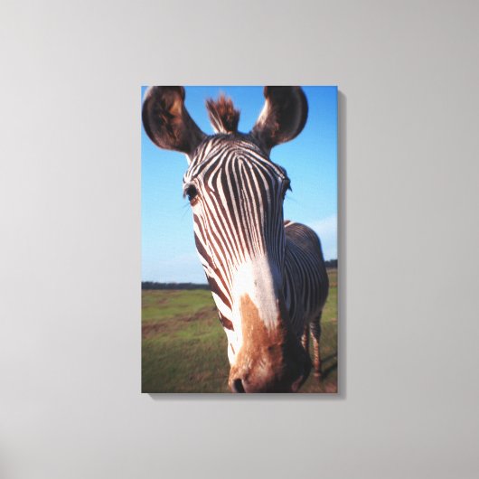 Zebra 2 leinwanddruck (Vorderseite)