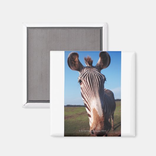 Zebra 2 magnet (Vorderseite/Rückseite)