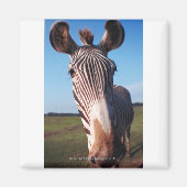 Zebra 2 magnet (Vorne)