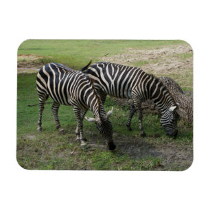 Zebra #2 Magnet