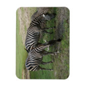 Zebra #2 Magnet (Vertikal)