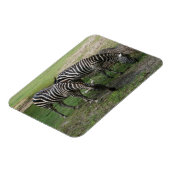 Zebra #2 Magnet (Linke Seite)