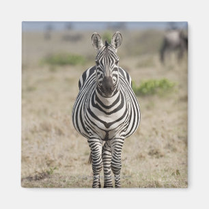 Zebra 2 magnet