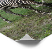 Zebra #2 Poster (Ecke)