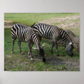 Zebra #2 Poster (Vorne)