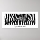 Zebra #2-Poster Poster (Vorne)