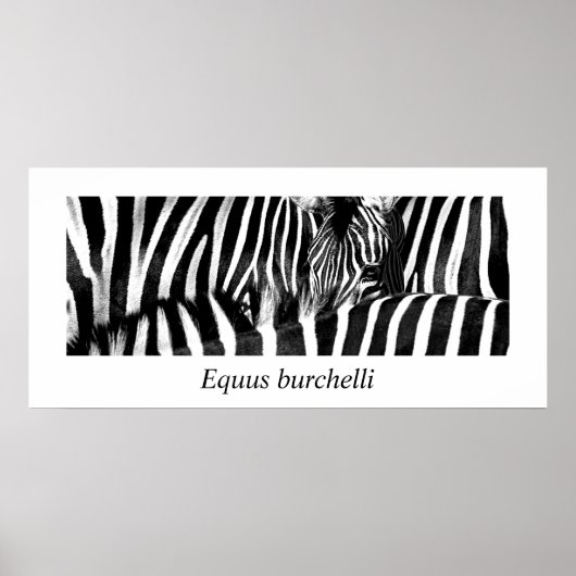 Zebra #2-Poster Poster (Vorne)