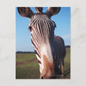 Zebra 2 postkarte (Vorderseite)