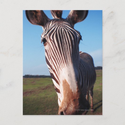 Zebra 2 postkarte (Vorderseite)