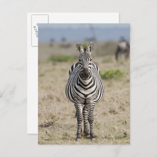 Zebra 2 postkarte (Vorne/Hinten)