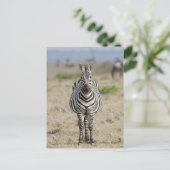 Zebra 2 postkarte (Stehend Vorderseite)