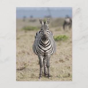 Zebra 2 postkarte