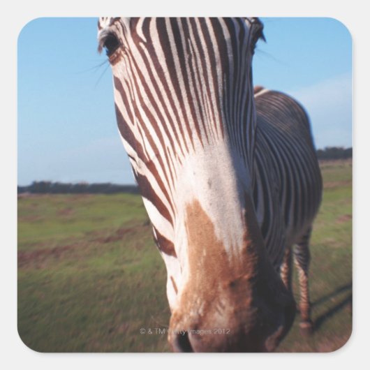 Zebra 2 quadratischer aufkleber (Vorderseite)