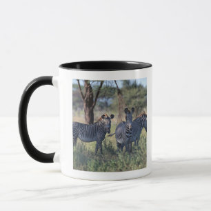 Zebra 2 tasse
