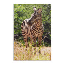 Zebra Acrylwand Art 20" x 30"