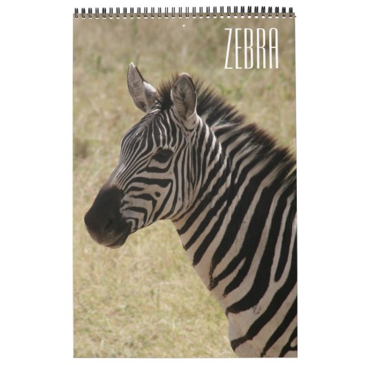Zebra africa kalender (Titelbild)