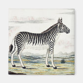 Zebra Africa Stripe Animal Zeichnend Illustration Magnet (Vorne)