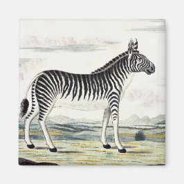 Zebra Africa Stripe Animal Zeichnend Illustration Magnet