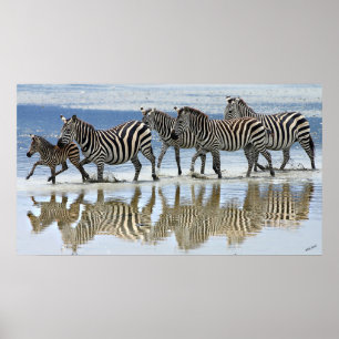 Zebra African Wildlife Poster Print