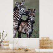 Zebra African Wildlife Poster Print (Küche)