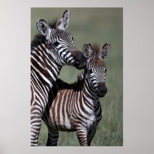 Zebra-afrikanischer Tier-Plakat-Druck Poster