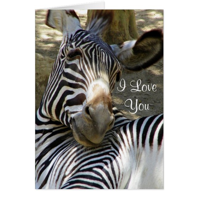 Zebra, alle Fälle_ (Vorne)