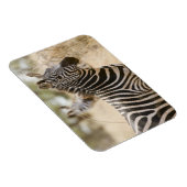 Zebra am Meru Nationalpark, Kenia. Magnet (Rechte Seite)