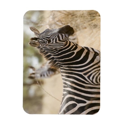 Zebra am Meru Nationalpark, Kenia. Magnet (Vertikal)