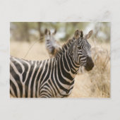 Zebra am Meru Nationalpark, Kenia. Postkarte (Vorderseite)