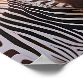 Zebra Animal Nature Zuneigung Gekümmert Poster (Ecke)