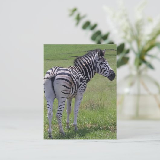 Zebra Attitude Postkarten (Stehend Vorderseite)