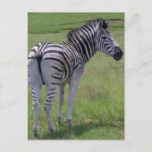 Zebra Attitude Postkarten (Vorderseite)