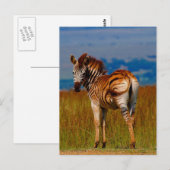 Zebra auf dem Berg Postkarte (Vorne/Hinten)
