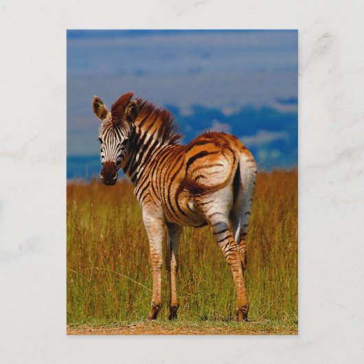 Zebra auf dem Berg Postkarte (Vorderseite)