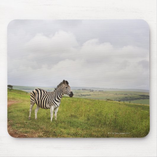 Zebra auf dem Land, Südafrika Mousepad (Vorne)