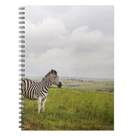 Zebra auf dem Land, Südafrika Notizblock (Vorderseite)