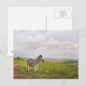 Zebra auf dem Land, Südafrika Postkarte (Vorne/Hinten)