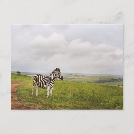 Zebra auf dem Land, Südafrika Postkarte (Vorderseite)