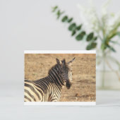 Zebra auf der Savannah Postkarte (Stehend Vorderseite)