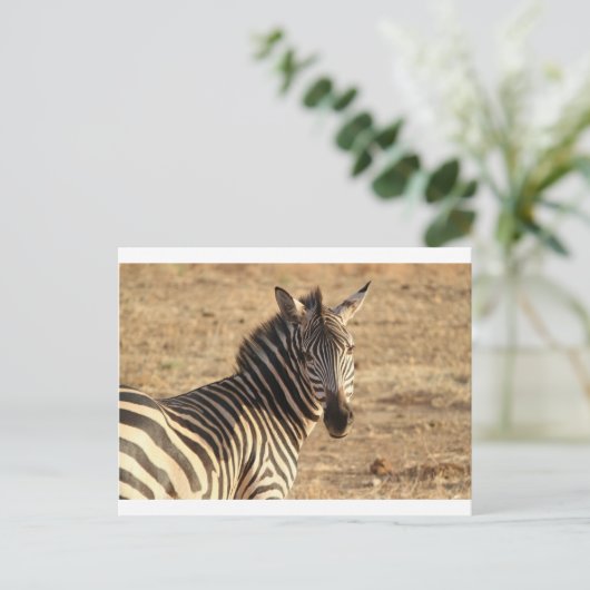 Zebra auf der Savannah Postkarte (Stehend Vorderseite)