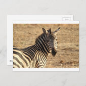 Zebra auf der Savannah Postkarte (Vorne/Hinten)