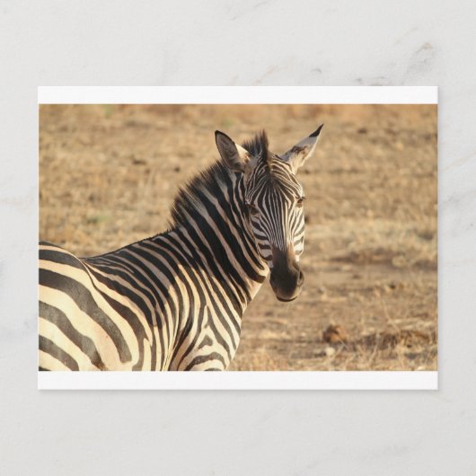 Zebra auf der Savannah Postkarte (Vorderseite)