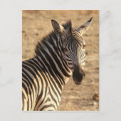 Zebra auf der Savannah Postkarte (Vorderseite)