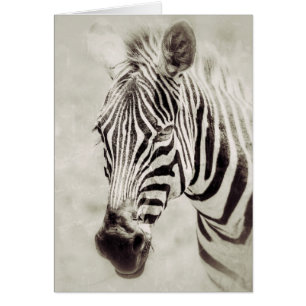 Zebra: Auf Nah und persönlich